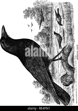 . Gli uccelli di Indiana; un catalogo descrittivo degli uccelli che sono stati osservati all'interno dello Stato, con un conto delle loro abitudini. Gli uccelli. % X. Si prega di notare che queste immagini vengono estratte dalla pagina sottoposta a scansione di immagini che possono essere state migliorate digitalmente per la leggibilità - Colorazione e aspetto di queste illustrazioni potrebbero non perfettamente assomigliano al lavoro originale. Butler, Amos W. (Amos William), 1860-1937. [Indianapolis, W. B. Burford, contraente per la stampa di stato Foto Stock