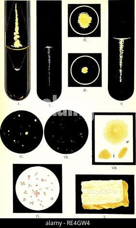 . Atlas e principi di batteriologia e libro di testo di speciali diagnosi batteriologica. Batteriologia. Scheda. 7.. LiDh. Anst. F, ReichhoLd, Miijirhen. Si prega di notare che queste immagini vengono estratte dalla pagina sottoposta a scansione di immagini che possono essere state migliorate digitalmente per la leggibilità - Colorazione e aspetto di queste illustrazioni potrebbero non perfettamente assomigliano al lavoro originale. Lehmann, K. B. (Karl Bernhard), 1858-1940; Neumann, Rudolf Otto, 1868- joint autore; Weaver, George H. (George Howitt), b. 1866 ed. Di Philadelphia e a Londra, W. B. Saunders &AMP; l'azienda Foto Stock