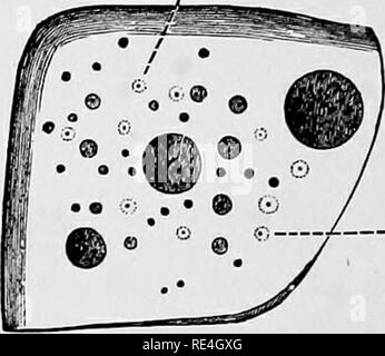 . Un libro di testo di batteriologia, compresa l'eziologia e la prevenzione delle malattie infettive e un breve resoconto di lieviti e muffe, haematazoa e psorosperms. Batteriologia. 362 malattie infettive. 16Â° a 20° C, le colonie di sviluppare come piccole macchie, che iniziano a essere visibili aftei- circa ventiquattro ore. Esaminate con una bassa potenza e un piccolo diaframma, queste colonie hanno le seguenti caratteristiche. Essi appaiono come piccole masse, granulare, e r^f *. Â" &LT;un ir7 Fig. 147.âFlagella della virgola-bacilli ; macchiate da Lofflek il metodo (Fkankel e Pfeiffee). bianco-giallastro a colori e Foto Stock