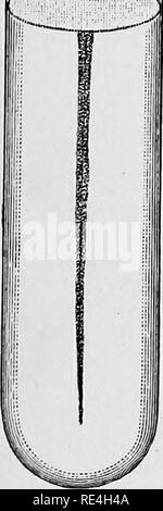 . Un libro di testo di batteriologia, compresa l'eziologia e la prevenzione delle malattie infettive e un breve resoconto di lieviti e muffe, haematazoa e psorosperms. Batteriologia. Gallo cedrone malattia. 2n dell'intestino e del fegato è congestionato e scuro, capanna la milza non è ingrandita. I bacilli si trovano nel cuore, polmoni e fegato e nel sangue travasato. Colture inoculate in topi e cavie produrre polmonite e morte. Passeri sono sus- ceptible e altri uccelli di piccole dimensioni. Galli e galline, piccioni e conigli sono insensibile. Bacillus di Haemor- rhagic Septicsemia.-molto brevi aste con Foto Stock