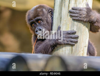 Giovani, Bambini maschi occidentali Silverback pianura gorilla (Gorilla gorilla gorilla) giocando Foto Stock