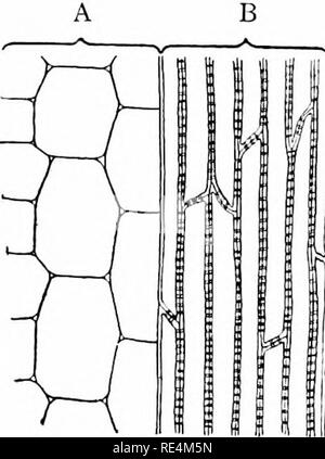 . Granturco; la sua storia, la coltivazione e la manipolazione e per usi, con particolare riferimento al Sud Africa; un libro di testo per gli agricoltori, gli studenti di agricoltura e insegnanti di studio della natura. Il mais; mais. Caratteri botanici 77 67. Lo stelo e le sue funzioni .-lo stelo cresce verso l'alto cap. e porta le foglie e le infiorescenze (Fig. 1 2). Essa è costruita su IV- di una serie di lunghezze o intemodes collegati da giunti o. Si prega di notare che queste immagini vengono estratte dalla pagina sottoposta a scansione di immagini che possono essere state migliorate digitalmente per la leggibilità - Colorazione e aspetto di queste illustrazioni potrebbero non perfettamente resem Foto Stock