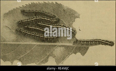 . La tenda orientale caterpillar. Tenda orientale caterpillar; gli alberi. La figura 7. Nido che mostra i giovani bruchi.. La figura 8. Tenda bruchi, parzialmente sviluppate. Dimensione naturale.. Si prega di notare che queste immagini vengono estratte dalla pagina sottoposta a scansione di immagini che possono essere state migliorate digitalmente per la leggibilità - Colorazione e aspetto di queste illustrazioni potrebbero non perfettamente assomigliano al lavoro originale. Britton, Wilton Everett, 1868-1939. [New Haven] : Connecticut Agricolo Experiment Stazione Foto Stock