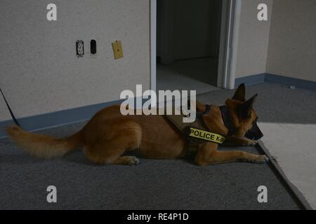 Oopey, un 633rd forze di sicurezza militari squadrone cane da lavoro, trova la formazione esplosiva aids durante il rilevamento della formazione a base comune Langley-Eustis, Virginia, nov. 29, 2016. I team di MWD è in grado di fornire una capacità unica, a seconda dei cani di formazione, a rivelare la presenza di sostanze come esplosivi o di sostanze stupefacenti. Foto Stock