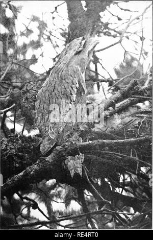 . Un manuale degli uccelli della Tasmania e le sue dipendenze. Gli uccelli. PROGMOUTH dal nido con i giovani. Foto, hy J. Seaes. Da "L'Emu.". Si prega di notare che queste immagini vengono estratte dalla pagina sottoposta a scansione di immagini che possono essere state migliorate digitalmente per la leggibilità - Colorazione e aspetto di queste illustrazioni potrebbero non perfettamente assomigliano al lavoro originale. Littler, Frank Mervyn. Launceston, Tasmania, l'autore Foto Stock