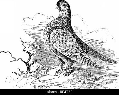 . Fancy piccioni: completo contenente le istruzioni per la loro riproduzione e gestione, con le descrizioni di ogni varietà nota, e tutte le altre informazioni di interesse o uso di Pigeon fanciers. I piccioni. La lite rat 11 re. 13 datata 1802 e 1804. Tutto ciò che ho visto sono datati 1802. Il primo problema è stato "stampato per il anthor da W. Williams, No. 15, Chancery Lane, London, prezzo Ss., 1802", e le copie invendute sono state acquistate da Alex. Hogg e Co. e oiit inviato con una nuova pagina del titolo, " prezzi 4s., in tavole extra." Questo libro è un octavo di 104 pagine, con una colorata frontis- pezzo di un Foto Stock