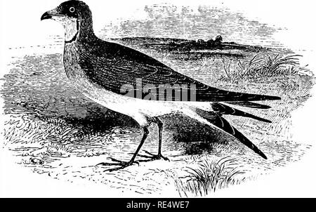 . Un manuale illustrato di uccelli britannico. Gli uccelli. GLAREOLIN^.. 531. Il PRATINCOLE. Glareola PRAxfNCOLA (Linnacus). Anche a sud dell'Europa il Pratincole è solo un'estate- visitatore, anche se di tanto in tanto si aggira in Gran Bretagna su entrambi in primavera e in autunno le migrazioni. La sua comparsa è stato notato prima nel 1807, quando gli esempi sono stati ottenuti quasi simultaneamente in Ormskirk in Lancashire e Bowness in Cumberland, mentre successivamente quattro esemplari sono stati presi in Norfolk, uno in Cambridgeshire, uno in Essex, uno in Lincolnshire, tre nello Yorkshire e uno strano a dire in Unst, più n Foto Stock