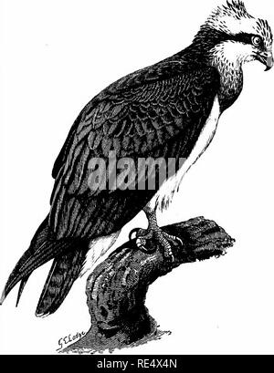 . Un manuale illustrato di uccelli britannico. Gli uccelli. FALCONID/E. 359. La Osprey. PANOfON HALIAETUS (Linnffius). La Osprey è a volte non di raro sul mare-coste e le acque interne delle nostre isole, soprattutto in autunno : per esempio non meno di dieci sono stati registrati tra il Tyne e del Tamigi nei mesi di settembre e ottobre 1881 ; ma la maggior parte di questi visitatori sono uccelli immaturi, alcuni dei quali avrebbero senza dubbio rimangono sulle nostre coste, se indisturbati, fino al mese di maggio successivo. Gli estuari sono favorite tormenta; e in quelle del Sussex e Hamp- shire l'uccello è noto come il Mullet-Hawk, o Foto Stock