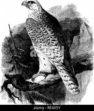 . Un manuale illustrato di uccelli britannico. Gli uccelli. FALCONID/E. 341. La Groenlandia Falcon. Falco candicans, J. F. Gmelin. Una notevole differenza di opinione da lungo tempo esisteva rispettando le specifiche della distinzione di alcuni dei grandi falchi settentrionale, per cui vari systematists hanno adottato il genere Hierofako ; e alla fine il sig. John Hancock è stato il primo a mostrare che nel verde- land Falcon il terreno prevalente-colore è il bianco a tutte le età, per cui esso può sempre essere distinto dall'Islanda Falcon, o qualsiasi altro membro del gruppo che si verifica in Europa. Essendo un estate-abitante di arco Foto Stock