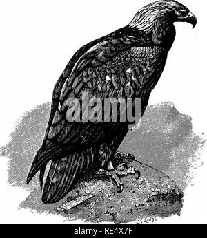 . Un manuale illustrato di uccelli britannico. Gli uccelli. KALCONID^. 327. W^W^ IL GOLDEN EAGLE. Aquila chrysaetus (Linnseus). Per quanto riguarda l' Inghilterra, autenticati occorrenze di questa specie nel sud sono estremamente rari; gli uccelli registrate come " Golden " Aquile generalmente dimostrando di essere esempi di White-tailed o mare- Eagle in bruno-il piumaggio bruno di immaturità. A lunghi intervalli singoli esemplari sono stati ottenuti in Sussex (Charleton foresta, prima del 1752), Norfolk (Stiffkey, novembre 1868), Lincolnshire (novembre ist 1881 e 29 ottobre 1895), e Northampton- shire (ottobre 184 Foto Stock