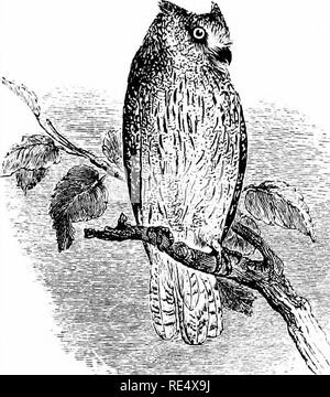 . Un manuale illustrato di uccelli britannico. Gli uccelli. STRIGID^. 307. La SCOPS-Owl. Scdps Giu (Scopoli). Questa civetta, il più piccolo che si verifica nelle isole britanniche, in primo luogo è stato notato come un visitatore nella primavera del 1805, quando gli esemplari sono stati ottenuti nello Yorkshire. Dal momento che gli esempi sono stati registrati da Northamptonshire, Essex, Middlesex, Bucks. Berks, Wilts, Cornwall, Pembrokeshire, Cheshire, Lancashire e Cumber- land ; quattro occorrenze vengono autenticati in Norfolk, e non vi sono record da sud-est dello Yorkshire. Spesso ripetuta storia di allevamento del Scops-Owl presso il castello-E Foto Stock