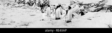 . I pinguini dell'Antartico; uno studio delle loro abitudini sociali. I pinguini. Vn:. r.). Ani',i.ii;s .KifiiN&LT;; un'I' 'itif. llooKF.nv. Si prega di notare che queste immagini vengono estratte dalla pagina sottoposta a scansione di immagini che possono essere state migliorate digitalmente per la leggibilità - Colorazione e aspetto di queste illustrazioni potrebbero non perfettamente assomigliano al lavoro originale. Levick, George Murray, 1876-. Londra, William Heinemann Foto Stock
