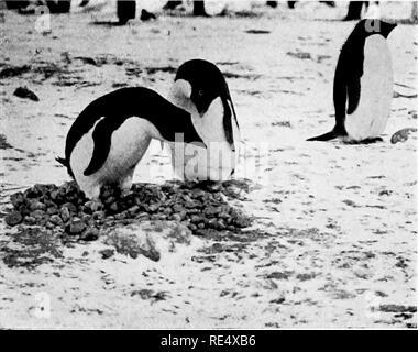 . I pinguini dell'Antartico; uno studio delle loro abitudini sociali. I pinguini. Frc. 12. "TriK galline ki di stampo:i:i' iv I'lns Ti:rK-iM:(KiN&LT;; iiOLiH Ai ri;R Holk". Fig. 13. Un affettuoso Coli'le {I'agt 26j. Si prega di notare che queste immagini vengono estratte dalla pagina sottoposta a scansione di immagini che possono essere state migliorate digitalmente per la leggibilità - Colorazione e aspetto di queste illustrazioni potrebbero non perfettamente assomigliano al lavoro originale. Levick, George Murray, 1876-. Londra, William Heinemann Foto Stock