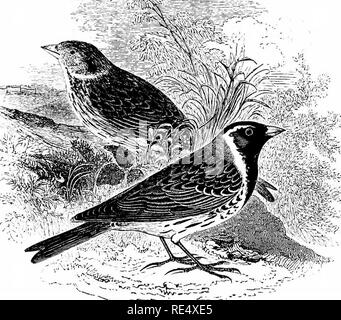 . Un manuale illustrato di uccelli britannico. Gli uccelli. EMBERIZIN^.. Il Lapland BUNTING. Calcarius lapponicus (Linnaeus). Il Lapland Bunting o " Longspur " è stato riconosciuto per la prima volta come un visitatore della nostra isole da Selby nei primi mesi del 1826, quando uno è stato inviato da Cambridgeshire, con alcune allodole, al mercato Leadenhall; mentre in seguito a lunghi intervalli di tempo, gli esempi sono stati ottenuti nei pressi di Londra, nel Lancashire, Westmoreland e Durham, vicino a Whitby sulla molla di migrazione, in Lincolnshire e Norfolk, vicino toporagni- bury, e diversi sulle coste del Kent, Sussex e Hants. Solo una quarantina di esemplari di ha Foto Stock