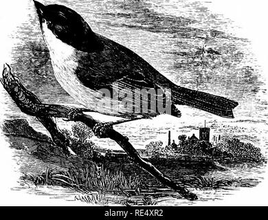 . Un manuale illustrato di uccelli britannico. Gli uccelli. PARID^. 107. La palude-Cincia. Parus palustris, Linnaeus. Il Marsh-Titmouse è un altro dei nostri resident specie ; ma con l'eccezione del Crested Cincia è la meno abbondante e la maggior parte dei locali del genere. Il suo nome è un po' fuorviante per il bird può spesso essere visto in orti e giardini, e anche nelle pinete; ma è parziale per la vicinanza dei fiumi e di ontani e pollarded salici che fioriscono sul terreno paludoso. In Inghilterra e in opportune parti del Galles, è abbastanza comune ; ma in Scozia è locale, e Foto Stock