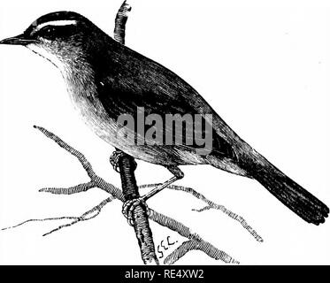 . Un manuale illustrato di uccelli britannico. Gli uccelli. SYLVira^. 7,3*. RADDE'S BUSH-trillo. LuscmfoLA scHWARZi (Radde). Per la scoperta in Inghilterra di questo giramondo dalla Siberia orientale gli ornitologi sono indebitati per il compimento di ricerche di persistente del sig. G. H. Caton Haigh. Sul programma IST dell'ottobre 1898, secondo la sua abitudine al momento della migrazione, il sig. Haigh era diligentemente "lavoro" le siepi che confinano il lungo mare-banche in Lincolnshire lato dell'Humber e, quando vicino a North Cotes (dove ha ottenuto il primo campione britannico della Willow-Warbler verdastro), fu attratto da Foto Stock