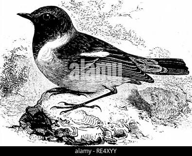 . Un manuale illustrato di uccelli britannico. Gli uccelli. TURDIN^. 29. Il STONECHAT. Pratincola rubicola (Linnaeus). A differenza dei precedenti specie migratrici, Stonechat è un residente nella maggior parte delle nostre isole, sebbene un movimento parziale avviene dal freddo al più riparata situazioni in inverno; in quale stagione vi è un afflusso di visitatori provenienti da quelle parti del continente dove il clima è troppo grave per consentire un soggiorno. Il Stonechat è alquanto local nella sua distribuzione e anche irregolare; frequentando un luogo per un paio di stagioni e poi improvvisamente abbandonarlo. Razze it sp Foto Stock