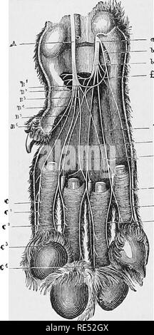 . La anatomia comparata degli animali domestici. Anatomia Veterinaria. 766 IL NEBVES. "Quando si raggiunge l'interstizio dei tricipiti e brachiale anteriore, attraversa l'arto al di sopra della faccia esterna del gomito e si divide in due serie di rami terminali. Fig. 351. Il ramo muscolare entra sotto i muscoli sulla faccia anteriore della ribalta- braccio. La si biforca cutaneo supervisore diretto : immediatamente il ramo più piccolo, passando in- circoscrizioni e si estende oltre la piega del gomito, si trova in corrispondenza del bordo interno della mediana vena sottocutanea, e viene distribuito alla parte inferiore della prua-braccio, Foto Stock