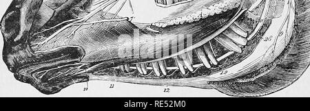 . La anatomia comparata degli animali domestici. Anatomia Veterinaria. . Si prega di notare che queste immagini vengono estratte dalla pagina sottoposta a scansione di immagini che possono essere state migliorate digitalmente per la leggibilità - Colorazione e aspetto di queste illustrazioni potrebbero non perfettamente assomigliano al lavoro originale. Chauveau, A. (Auguste), 1827-1917; Arloing, S. (Saturnin), 1846-1911; Fleming, George, 1833-1901. tr. New York, D. Appleton e azienda Foto Stock