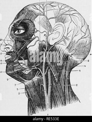 . La anatomia comparata degli animali domestici. Anatomia Veterinaria. TEE arterie carotidi comuni. 595 animali. Le navi nel braccio del bradipo sono disposte in modo tale che l'animale può rimanere sospeso da esso per lunghi periodi, e di una analoga disposizione è osservato nelle gambe di uccelli quali il cigno, oca, &amp;c., che si distinguono per un lungo periodo di tempo. Attorno al cavallo di piede di arterie spezzare in numerose divisioni, e noi sappiamo che questo animale può rimanere in un atteggiamento permanente per mesi e persino anni. La rete ophthalmicum degli uccelli è disposta come la rete mirabile. Lo stesso oggetto è così Foto Stock