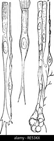 . La anatomia comparata degli animali domestici. Anatomia Veterinaria. Le cavità nasali. 445 Fig. 225. Ed è insinuato, dal meato medio, nelle cellule del inferiore o vano anteriore di queste osteo-cartilagineo colonne. Esso penetra anche, dall'apertura semicircolare del meato, in seno, per dare ad esso il suo rivestimento mucoso, ed è parimenti prolungata nella apparecchiatura di Jacobson. Dietro di esso viene confuso con la membrana di rivestimento della cavità faringea. La sua profonda viso è separato dal periostio o perichondrium, da nel tessuto osseo o cartilagineo pareti su cui esso Foto Stock