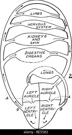 . Studi veterinari per studenti agricoli. Medicina veterinaria. Fig. 24.-circolazione. Vista schematica. 1. Il cuore e i vasi sanguigni. Un, cuore; B, pericardio; C, anteriore della vena cava; D, posteriore della vena cava; E, aorta anteriore; F, aorta posteriore. 2. La circolazione nel diagramma. Un, un oreillette,-Valvole del ventricolo; B, B, semilunar valvole. età circa nove libbre. Il cuore contiene quattro cavità che sono facilmente visibili quando è aperto. I due si trova alla base sono chiamati auricole; e due all'apice, ventricoli. I padiglioni sono molto simili; come anche i ventricoli, ad eccezione del fatto che la bocchetta di sinistra Foto Stock