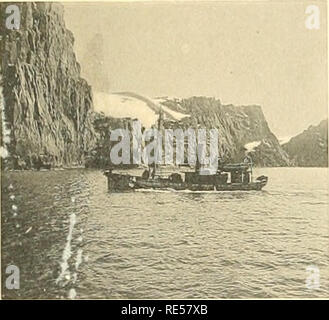 . Cétacés de l'Antarctique (Baleinoptères, ziphiidés, delphinidés). Cetacea; caccia alla balena. Fis. 2. Si prega di notare che queste immagini vengono estratte dalla pagina sottoposta a scansione di immagini che possono essere state migliorate digitalmente per la leggibilità - Colorazione e aspetto di queste illustrazioni potrebbero non perfettamente assomigliano al lavoro originale. Liouville, Jacques. Parigi, Masson et Cie Foto Stock