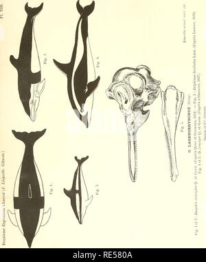 . Cétacés de l'Antarctique (Baleinoptères, ziphiidés, delphinidés). Cetacea; caccia alla balena. . Si prega di notare che queste immagini vengono estratte dalla pagina sottoposta a scansione di immagini che possono essere state migliorate digitalmente per la leggibilità - Colorazione e aspetto di queste illustrazioni potrebbero non perfettamente assomigliano al lavoro originale. Liouville, Jacques. Parigi, Masson et Cie Foto Stock