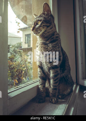 Curioso grigio tabby cat Europei Indoor di seduta sul davanzale della finestra e guardando al di fuori. Foto Stock