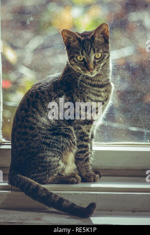 Carino grigio tabby gatto europeo seduto sulla finestra in legno davanzale indoor. Foto Stock