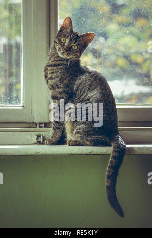 Carino grigio tabby gatto europeo seduto sulla finestra in legno davanzale indoor. Foto Stock