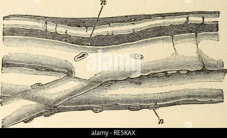 . Il gambero di fiume : Un introd. per lo studio di zoologia. --. Gamberi di fiume; Zoologia. 102 La fisiologia del comune di gamberi di fiume. (Fig. 23). Il fascio di nervi che passa per un muscolo si rompe in piccoli fasci e infine in fibre separate, ciascuna delle quali in ultima analisi termina con il divenire continuo con la sostanza di una fibra muscolare fig. 19, F.) ora la peculiarità di un muscolo nervo, o del nervo motore, come viene chiamato, è che l'irritazione delle fibre nervose in qualsiasi parte della sua lunghezza, comunque distanti dal muscolo, FlG. 22&GT;.- AstamisfluviaUUs.-Tre fibre nervose, con il tessuto connettivo ho Foto Stock