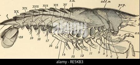 . Il gambero di fiume : Un introd. per lo studio di zoologia. --. Gamberi di fiume; Zoologia. 100 La fisiologia del comune di gamberi di fiume e la parte toracica del sistema nervoso ; mentre, nell'addome, i suoi filamenti sono attaccati al exoske sternale- leton di tutti i somiti e si estendono su ciascun lato del retto, il telson. Quando l'esoscheletro viene pulita mediante macerazione, la Fig. 22.-Astacus fluviatilis.-una sezione longitudinale del corpo per mostrare i muscoli principali e le loro relazioni all'esoscheletro (nat. dimensione), a, lo sfiato; aggiungere.m, muscolo adduttore della mandibola ; e.m, estensore, e f.?n, musc flessori Foto Stock