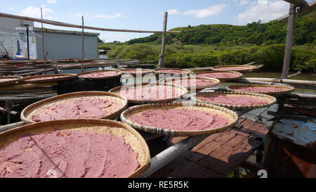 Pasta di gamberetti che vengono essiccati sotto il sole in Tai O Foto Stock