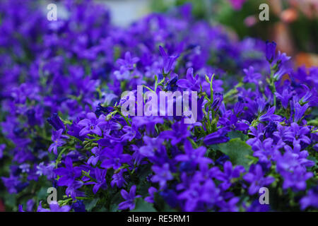 Mazzetto di graziosi fiori viola in piedi sul ripiano in moderno negozio floreale Foto Stock