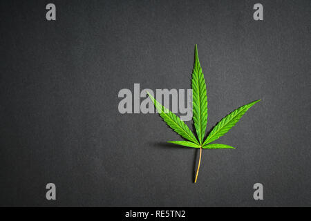 Cannabis leaf, marijuana isolate su sfondo nero in studio Foto Stock