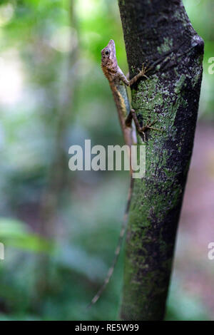 Lizard su albero, Iriomote, Giappone Foto Stock