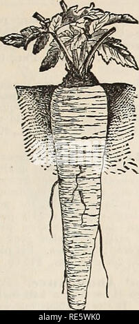 . Cox's seme annuale. Industria di sementi e cataloghi commerciali; sementi cataloghi; fiori Semi cataloghi; frutto Semi cataloghi; piante ornamentali, cataloghi; alberi cataloghi. COX seme e pianta CO. ANNUALE DI SEMENTI. 17. Pastinaca. Tedesco, Pastinake. Francese, Panais. Spagnolo, Pasiinaka. Il suolo dovrebbe essere profondo, ricchi e suadenti. Come le radici sono lunghi e sottili, il più profondo e spostare completamente il terreno viene agitata, il migliore. Quando il suolo è poco profondo o in cui vi è un clavey o ghiaiosi sub-suolo, le radici sarà breve e ramificato e carente nel mite, tenera e zuccherino di proprietà che possiedono, siamo Foto Stock