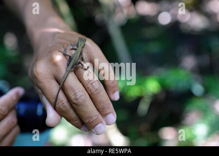 Lizard in mano, Iriomote, Giappone Foto Stock