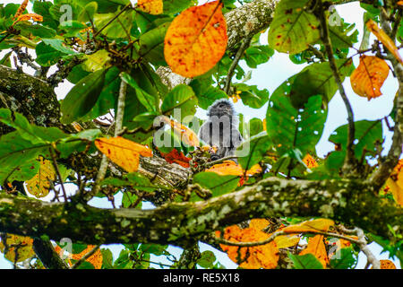 Mezzo cieco foglia argento langur (Trachypithecus cristatus) seduta con colore arancio giovane baby, Bako N.P., Sarawak, Borneo Malese. Foto Stock