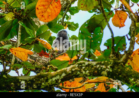 Proboscis Monkey. Parco Nazionale di Bako. Sarawak, Borneo, Malesia. Foto Stock