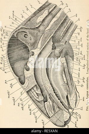 . Un corso di istruzione in zootomy (vertebrata). Anatomia di confronto. . Si prega di notare che queste immagini vengono estratte dalla pagina sottoposta a scansione di immagini che possono essere state migliorate digitalmente per la leggibilità - Colorazione e aspetto di queste illustrazioni potrebbero non perfettamente assomigliano al lavoro originale. Parker, T. Jeffery (Thomas Jeffery), 1850-1897. Londra, Macmillan Foto Stock