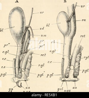 . Un corso di istruzione in zootomy (vertebrata). Anatomia di confronto. Il Coniglio. 317 dal bordo posteriore della sinfisi pubica e racchiuso in un allentamento piega della pelle del prepuzio : essa è rafforzata ur va. II. u.g.a- qcL un J u.fj.a. FIG. 62.-Lepus cuniculus. Il urinogenital organi,, del maschio, B della femmina, dal lato sinistro (4 nat. dimensioni). I reni e le estremità prossimali degli ureteri, in B le ovaie, Falloppio lubrifica e uteri, non sono mostrati. Un, ano: bl, vescica urinaria: c.c, corpus cavernosuin : c.s, corpo spongioso : c.gl, Cowper il premistoppa : g.cl, glande clitoridis Foto Stock