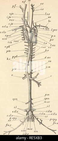 . Un corso di istruzione in zootomy (vertebrata). Anatomia di confronto. e.c. FIG. 61.-Lepus cuniculus. Il sistema vascolare (X. Si prega di notare che queste immagini vengono estratte dalla pagina sottoposta a scansione di immagini che possono essere state migliorate digitalmente per la leggibilità - Colorazione e aspetto di queste illustrazioni potrebbero non perfettamente assomigliano al lavoro originale. Parker, T. Jeffery (Thomas Jeffery), 1850-1897. Londra, Macmillan Foto Stock