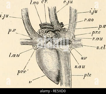 . Un corso di istruzione in zootomy (vertebrata). Anatomia di confronto. 172 ZOOTOMY. camere di murata, situato anteriormente al ventricolo, alla base della quale essi sono uniti. 199. I tre grandi arterie, che scaturisce dalla base del ventricolo e passando in avanti tra le orecchiette, strettamente legati tra loro con il tessuto connettivo : quando quest'ultimo viene dissezionato lontano essi sono considerati avere una torsione a sinistra. Dei tre, arteria polmonare (Figg. 43 e 44, p.a], giacente all'animale a sinistra e a sinistra aorta (Lao) a destra, sono situati ventralmente alla loro origine, mentre il destro Foto Stock