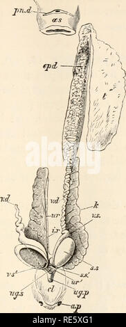 . Un corso di istruzione in zootomy (vertebrata). Anatomia di confronto. La struttura di pattino. 55. TIG. 18.-Raja batis. Il urinogenital organi del maschio (un terzo di nat. dimensioni). Gli organi sono supposti per essere rimosso dal corpo lungo con una piccola porzione di esofago (as), e visto dalla parte ventrale di aspetto : il diritto testicolo (/) viene rimosso, insieme con il corrispondente epididimo (EPD) e tutte le BU^ la estremità posteriore della vas deferens (v.d), che con lo sperma sac (s.s) è rivolta verso l'esterno per visualizzare gli ureteri (TER): la cloaca (&LT;:/), la urinogenital sinus (ug.s), e il diritto v Foto Stock