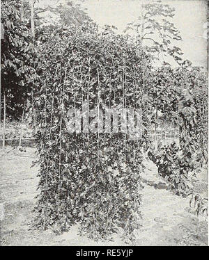 . Creazioni di Fruitland vivai : Sud preferito fondata nel mese di agosto - Georgia 1856. Vivai (orticoltura) cataloghi; Vivai (orticoltura) Georgia; fiori cataloghi; alberi Cataloghi Cataloghi di frutta. Vivai Fruitland nel sud il vivaio più antica Augusta, Ga. 13 POPULUS-Pioppo Populus nigra italica (Lombardia pioppo). Da 40 a 50 ft. Il ben noto varietà italiana. Un alto, piramidale, compatto e rapido-albero in crescita, ampiamente piantato nella parte meridionale dell'Europa. Molto desiderabile dove un effetto formale è voluto. P. simoni fastigiata (Simon pioppo). Da 40 a 50 ft. Una notevole varietà Foto Stock