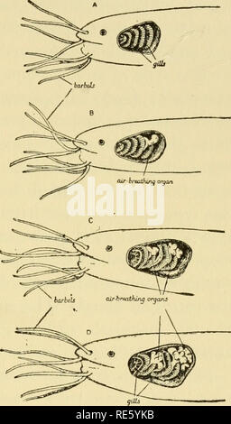 . Creazione da evolution; un consenso delle attuali conoscenze come stabilito dalle principali autorità in linguaggio non tecnico che tutti possono capire. Evoluzione. Sviluppo dell'organismo sviluppato da un ordinario cat-pesce? E se dobbiamo ammettere che questo non dobbiamo anche ammettere che qui, almeno, il giovane animale ricapitola la storia della gara? Negli ultimi anni la legge di ricapitolazione è dimostrato da prove sperimentali. È stato trovato che il nero e la salamandra giallo dell'Europa (Salamandra macu- losa) è in grado di alterare lentamente il suo colore come cresce; rende i suoi colori Foto Stock