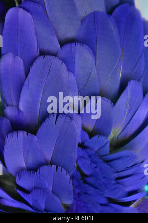 Fotografia colorati di blu e viola le piume di un macaw. Foto Stock