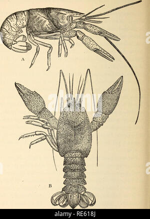 . Il gambero di fiume : Un introd. per lo studio di zoologia. --. Gamberi di fiume; Zoologia. Fig. 80.-A, Psevdastacus pustulosus (nat. dimensioni). B Eryma modcsti- formis ( x 2). Entrambe le figure dopo Oppel.. Si prega di notare che queste immagini vengono estratte dalla pagina sottoposta a scansione di immagini che possono essere state migliorate digitalmente per la leggibilità - Colorazione e aspetto di queste illustrazioni potrebbero non perfettamente assomigliano al lavoro originale. Huxley Thomas Henry, 1825-1895. Londra : K. Paolo, in trincea, Trubner Foto Stock